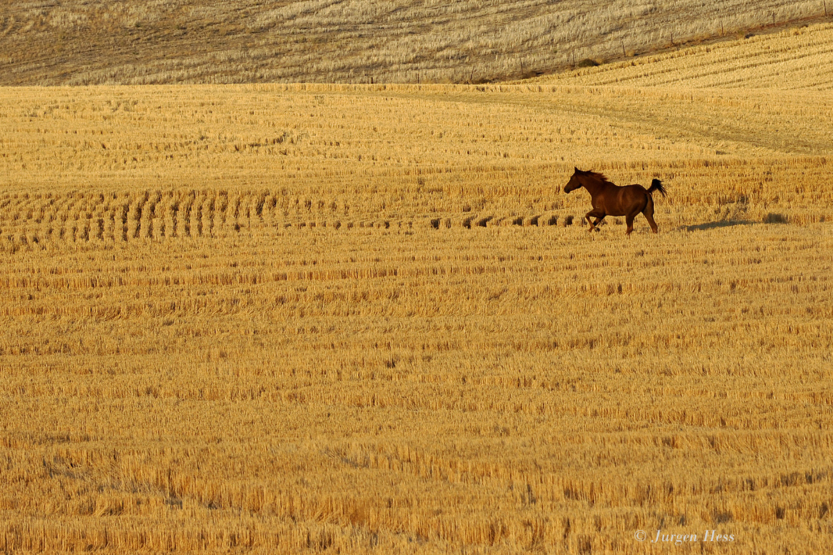 Horse in wheat field  0149